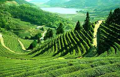 Assam Tea Garden