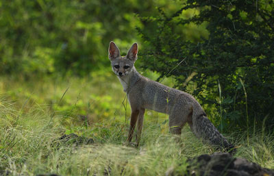  Ranthambore National Park