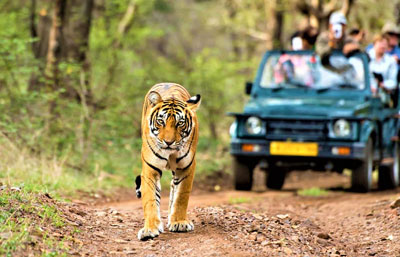 Jeep Safari  in rajasthan
