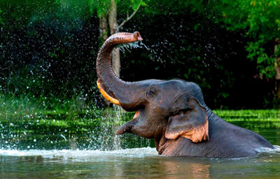 Kumarakom Backwaters & Bird Sanctuary