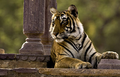 Ranthambore Tour