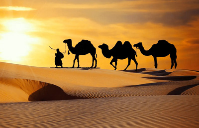 Camel Safari