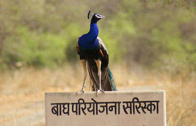 Sariska National Park