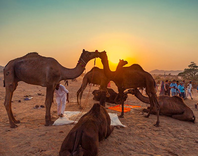 Camel Safari Tour