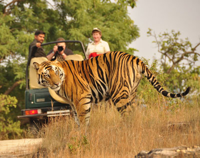 Explore Rural Rajasthan By Horse And Jeep Safaris