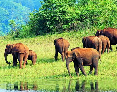 Wildlife tour of South India