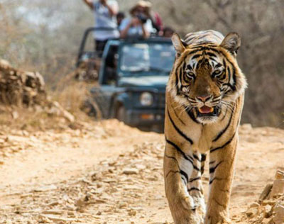 Golden Triangle with Ranthambore Tour