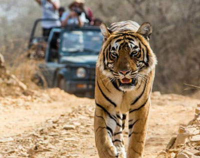 Enchanting Temple and Wildlife Tour